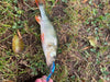 Kingdom CRANKER Slow Sinking Crankbait 5g 50mmm