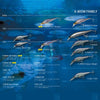 Megabass PROP DARTER 80 X-80 PD Floating 80mm Dynamic Jerkbait
