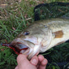 JOHNCOO 8Pcs/Lot 90mm 5.5g Soft Plastic Craw Fish Baits