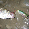Megabass POPPING DUCK 60mm 6.5g Floating Topwater Popper