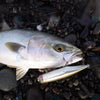 Megabass DOG-X DIAMANTE RATTLE IN / SILENT Floating Lipless Top Water Bait