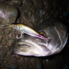 Megabass PROP DARTER 80 X-80 PD Floating 80mm Dynamic Jerkbait
